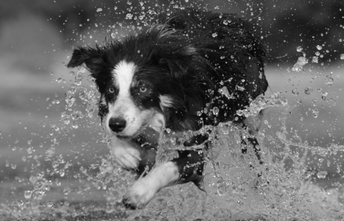 Edwin am Strand